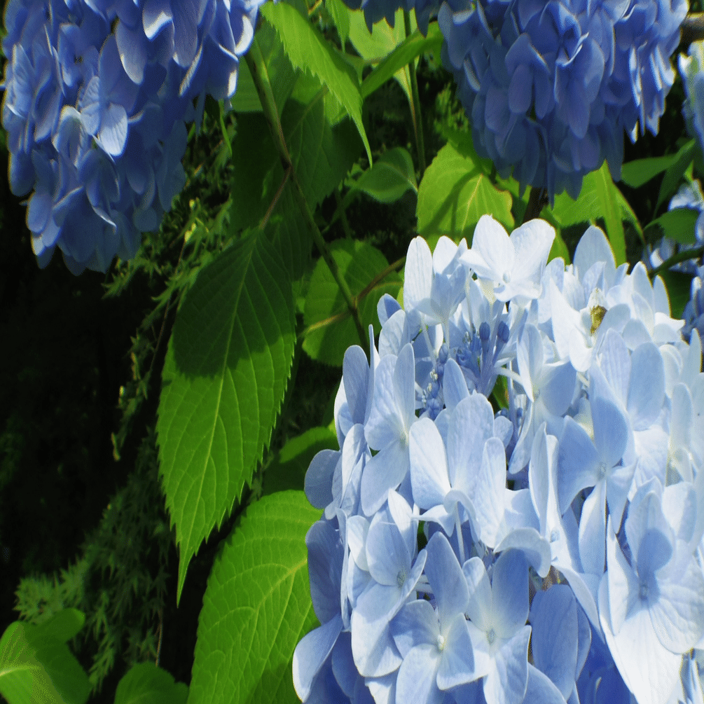 良いカウンセラーと出会うには？｜あおきしゅんたろう @ 心理学者×大学教員