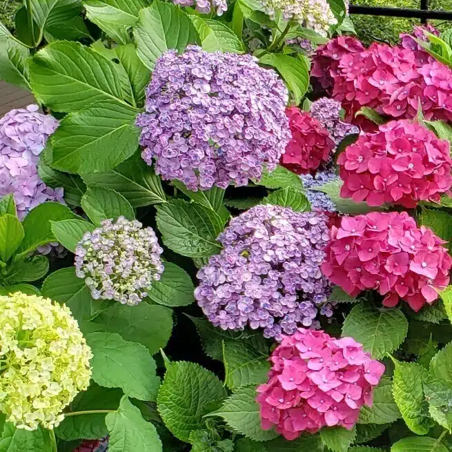 夏ノ雲ヨ