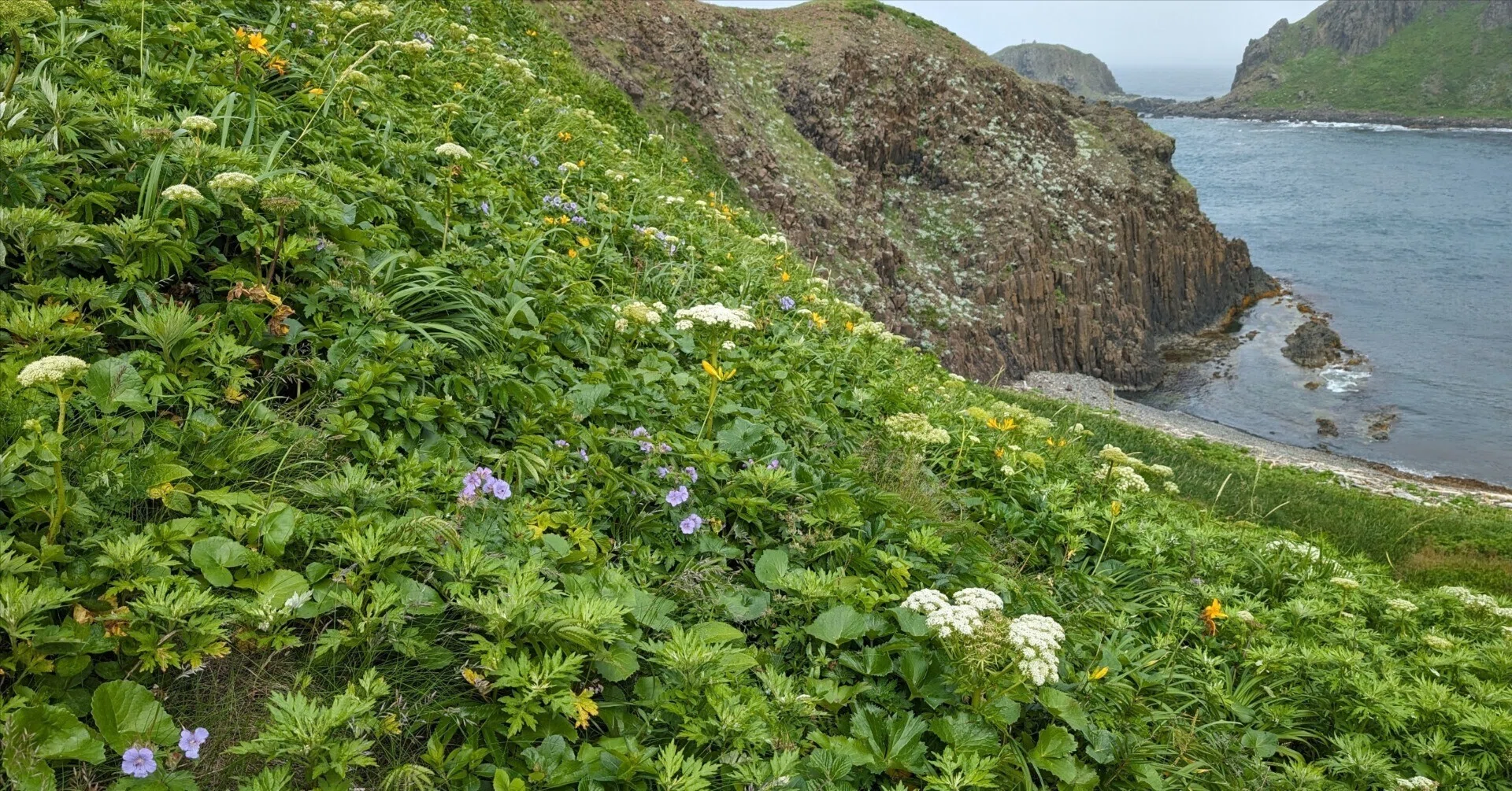 低地に高山植物が咲き誇る北限の島 礼文島に行ってきた 利尻・礼文旅行