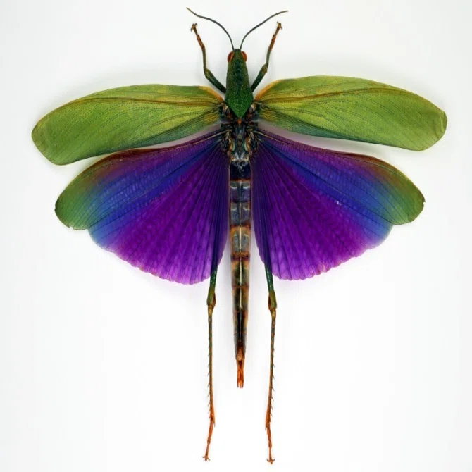昆虫MANIAC」で虫の多様性にビックリした方必見！世界のユニークな