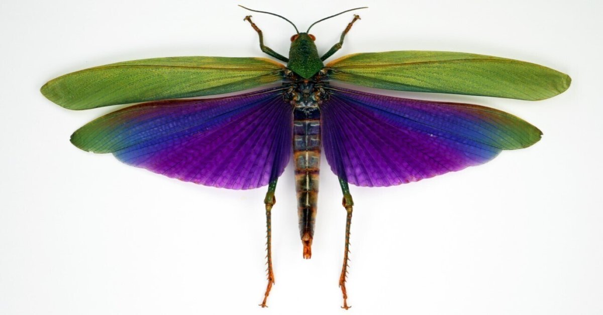 バッタ類化石　ブラジル産　昆虫 シタムラサキオオバッタ Titanacris albipes 〈Iquitos , ペルー