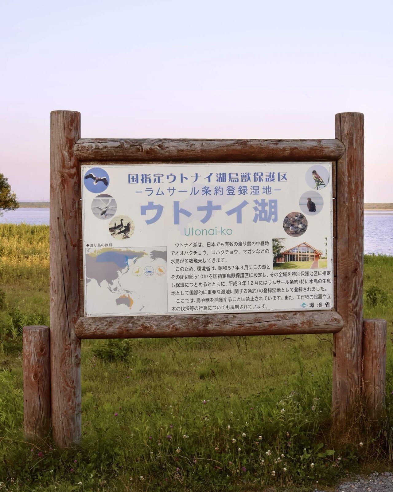 白鳥が好きすぎて。｜ねこさん