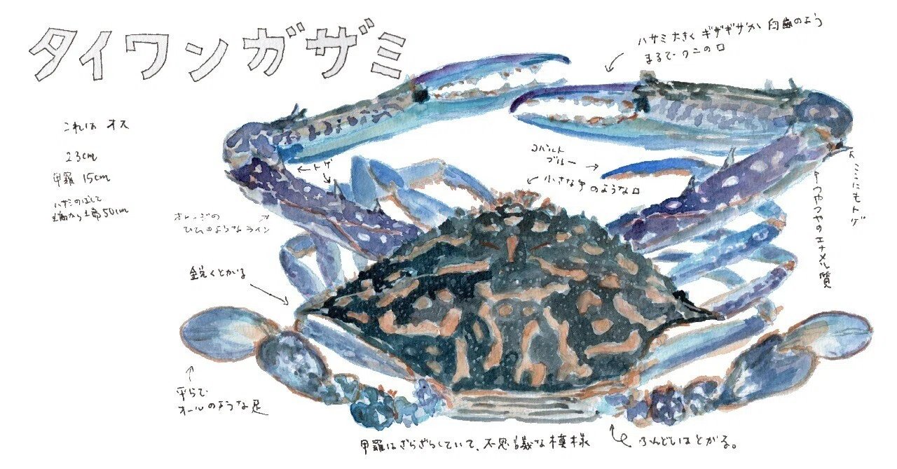 三浦半島釣り魚図鑑（44） タイワンガザミ｜さんぽ絵ずし