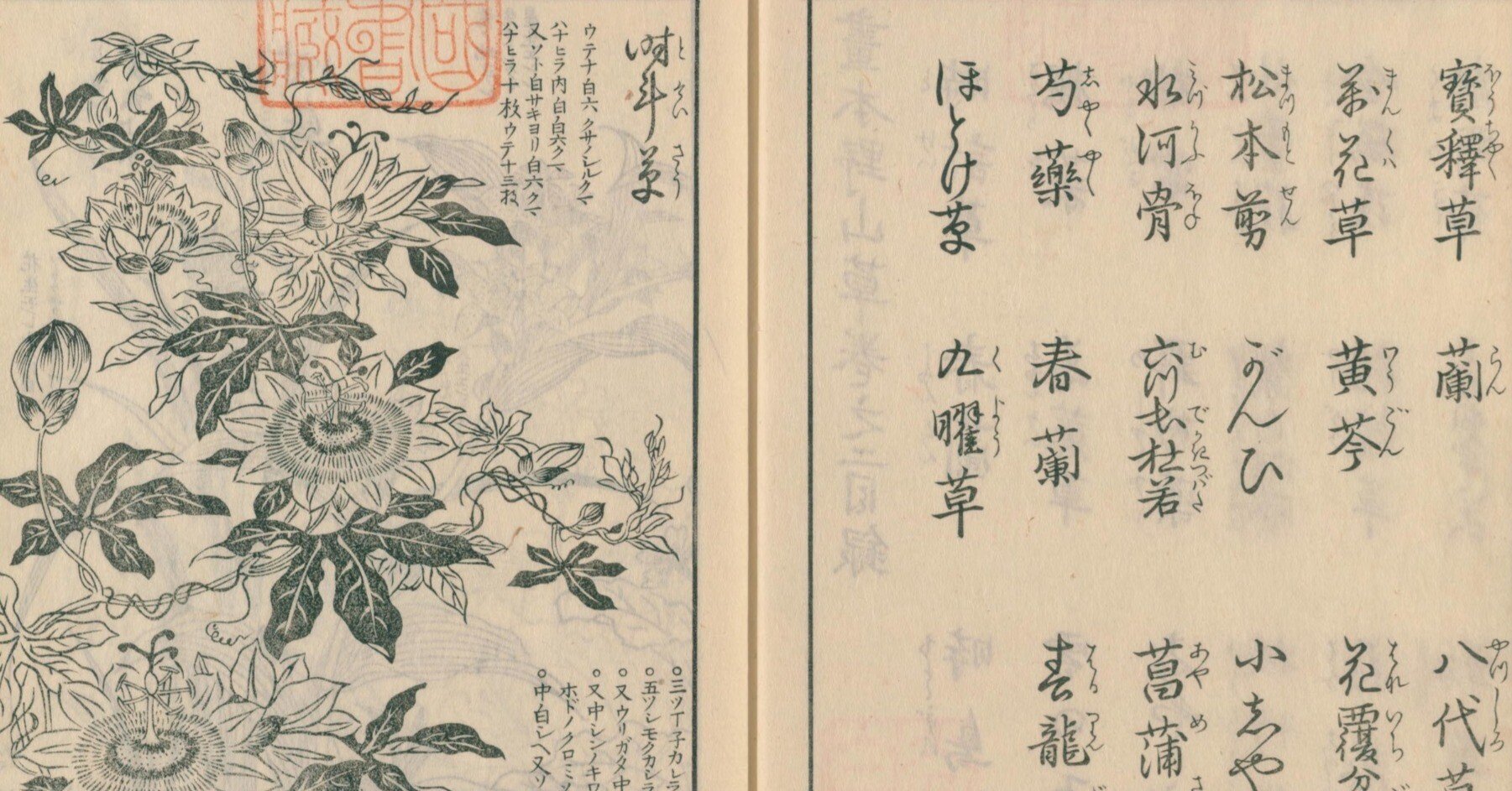 絵本野山草】(9) 時計草／春蘭／時鳥／桜草／春蕙草／やまぶき／雪の下