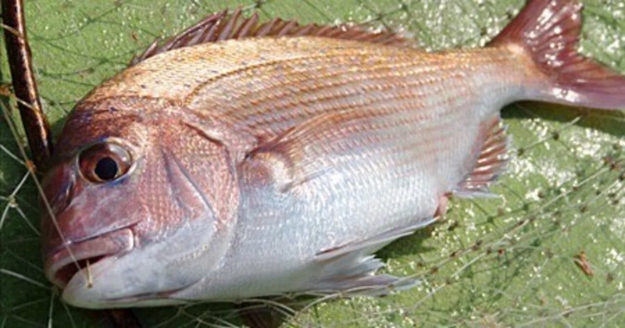 マダイ・ワラサのコマセ釣り テーパー仕掛けでストレス激減！／金沢 