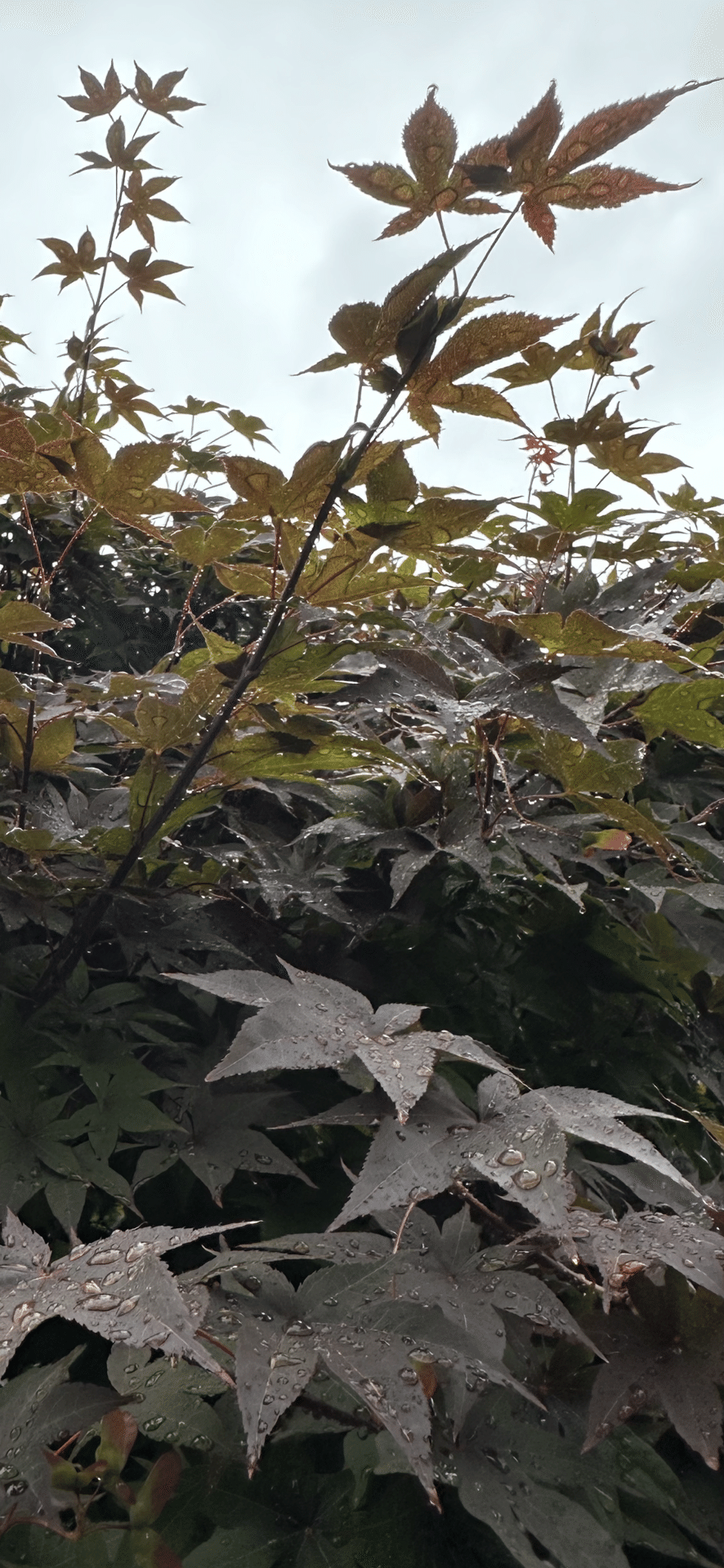 ノムラモミジ（濃紫紅葉）S022 ノムラモミジ（濃紫紅葉）S020 | 盆栽創Bonsaisou