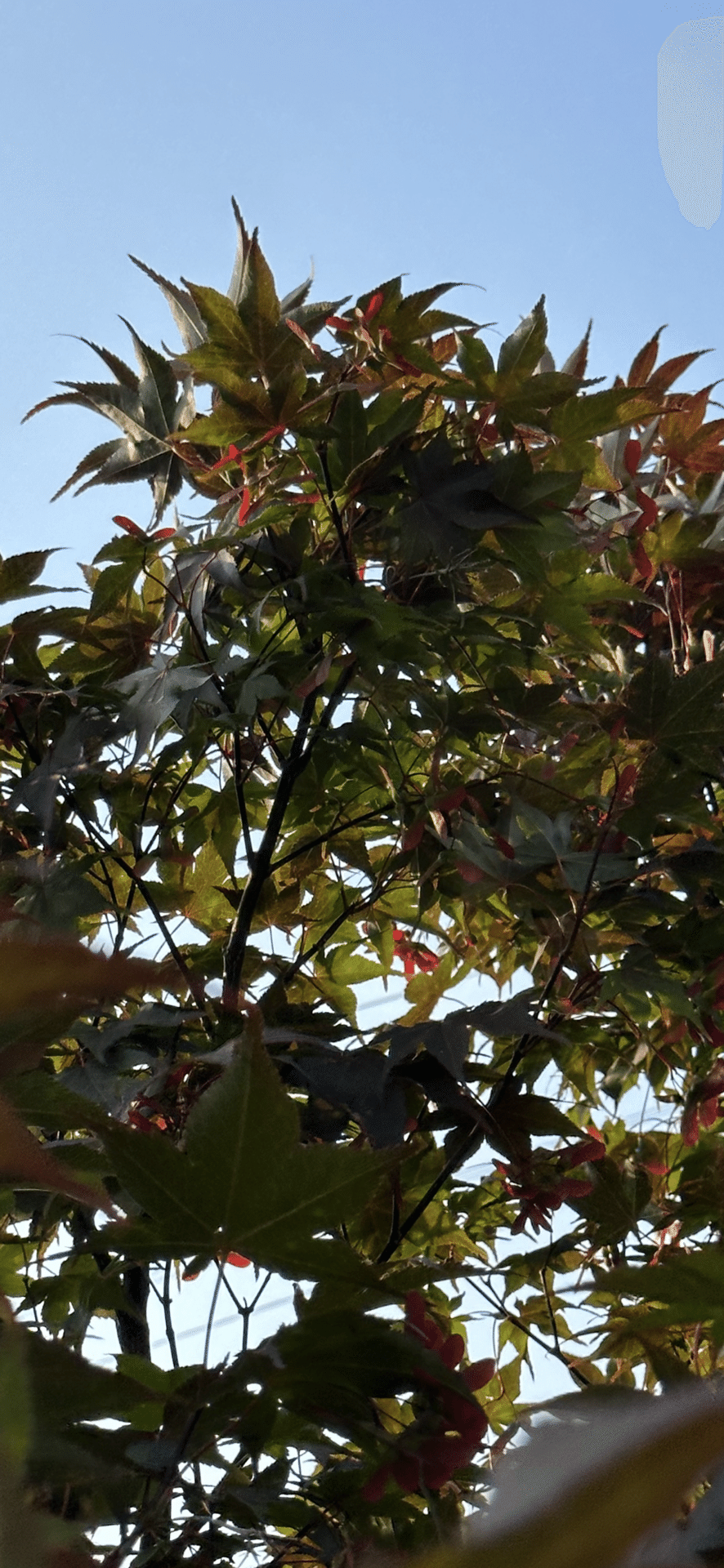 ノムラモミジ（濃紫紅葉）S022 ノムラモミジ（濃紫紅葉）S020 | 盆栽創Bonsaisou