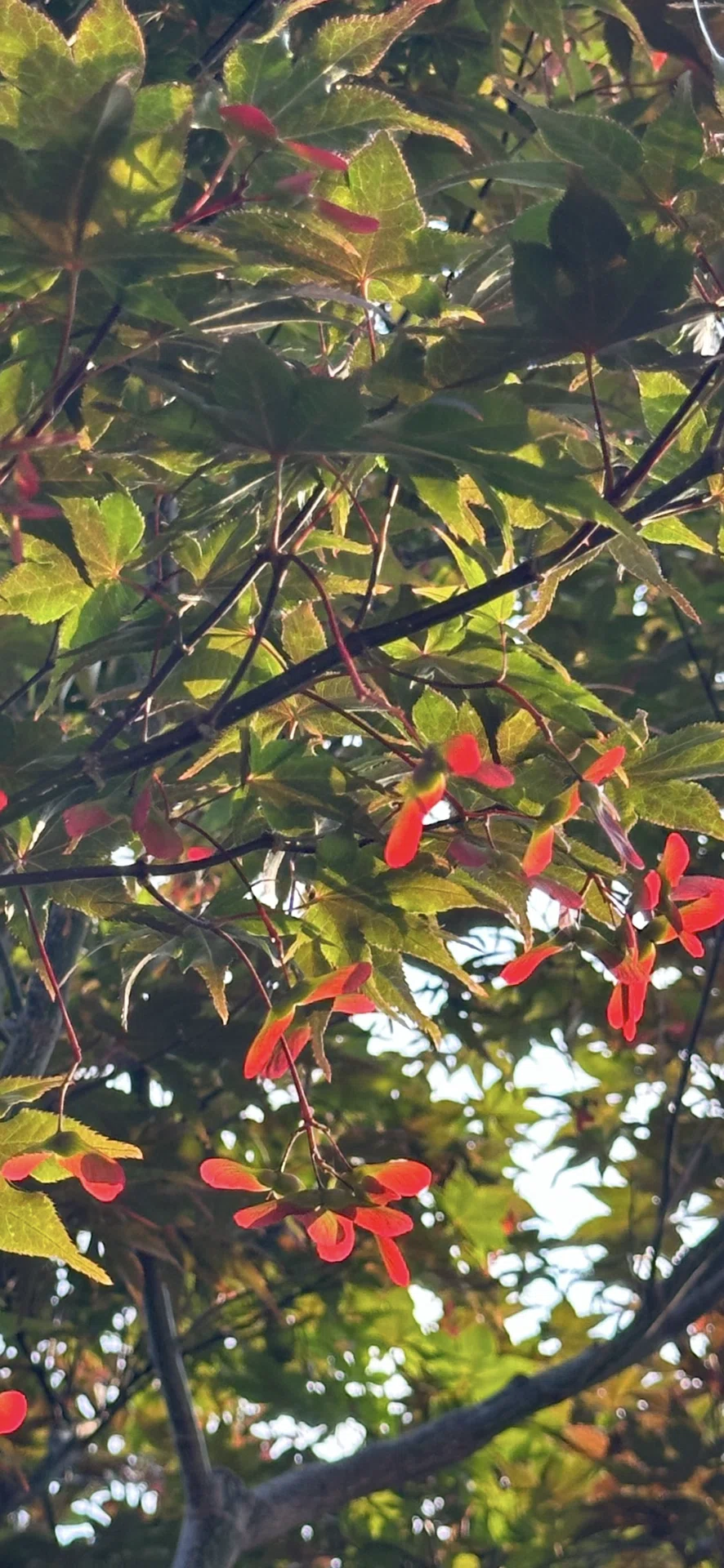 濃紫紅葉｜EGGSEED