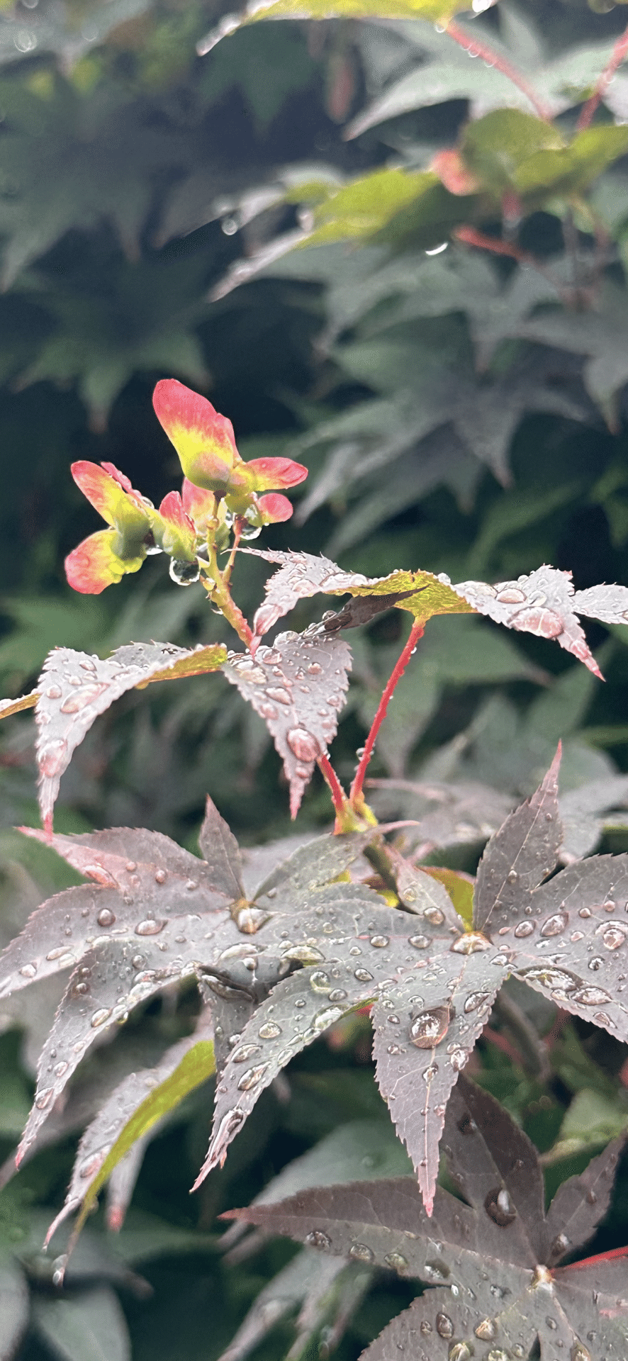 ノムラモミジ（濃紫紅葉）S022 ノムラモミジ（濃紫紅葉）S020 | 盆栽創Bonsaisou