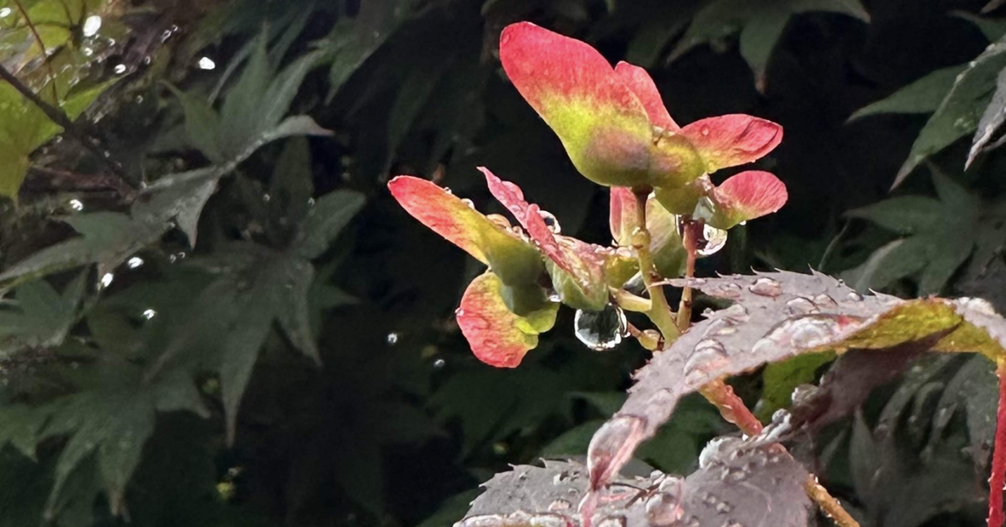 濃紫紅葉｜EGGSEED