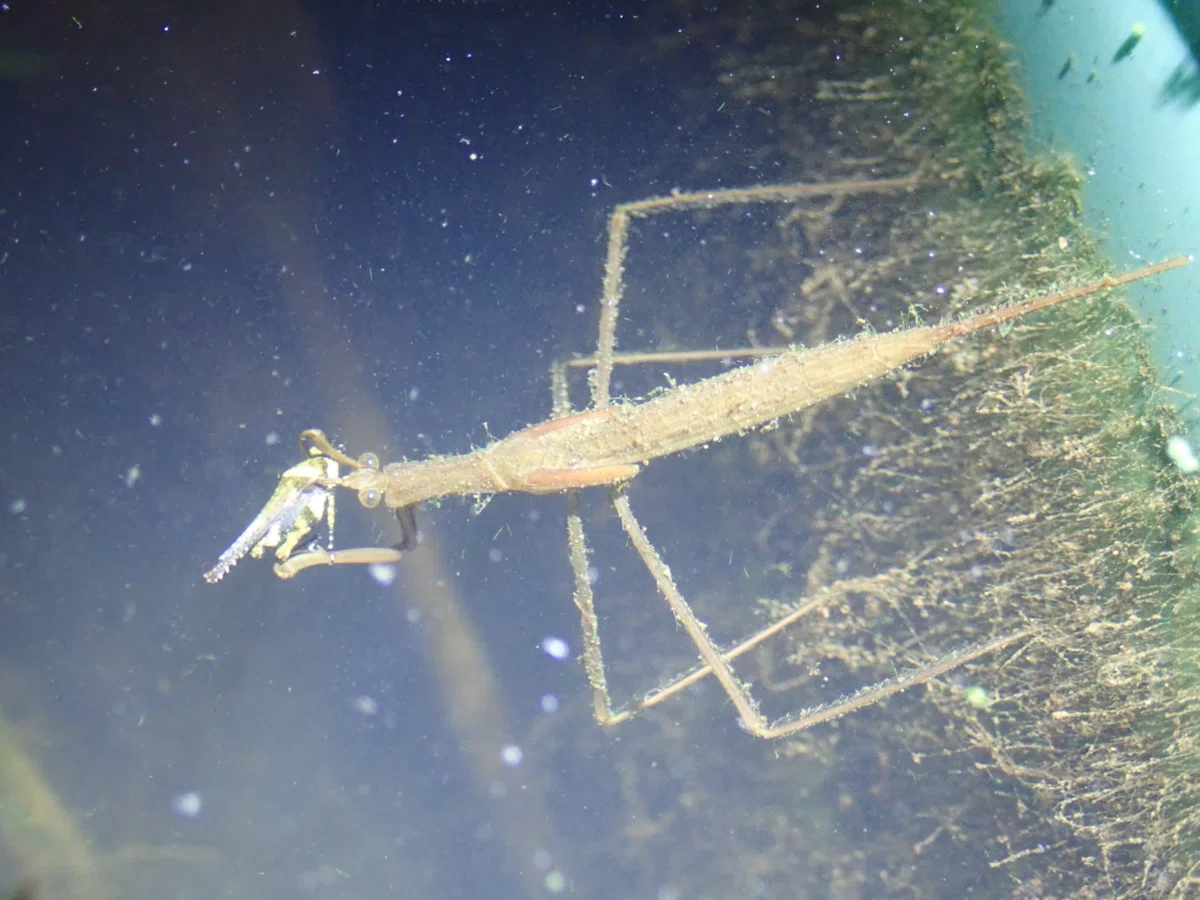 ハネナガヒシバッタを捕食するミズカマキリ|トモロウ