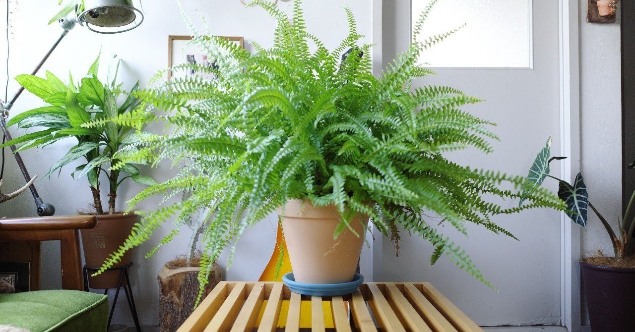 観葉植物の植え替えって必要 Shinpei Note 観葉植物の植え替えって必要 Shinpei Note