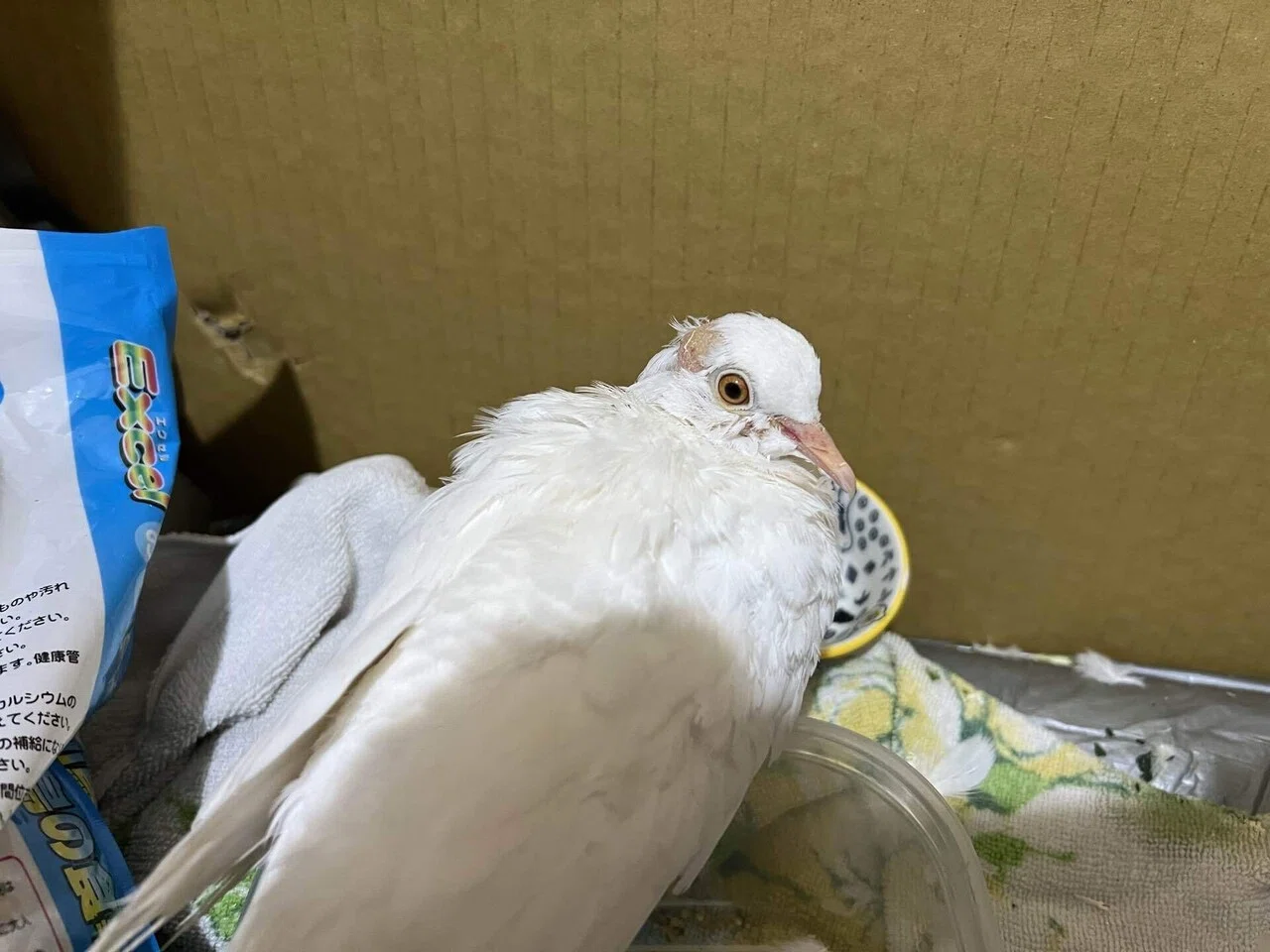 カラスネタが続きますが、妻がカラスにやられていた白い小鳩を保護して来ました。 昨日ヒーリングもして、今日は餌も食べてくれるようになりました😊 ...