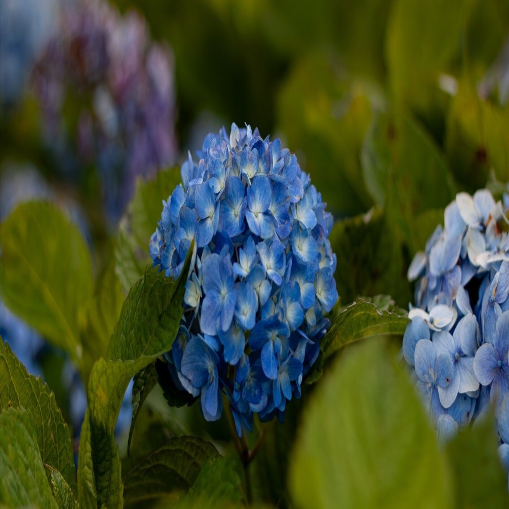 入門機Eos Kiss X3｜怪力熊男