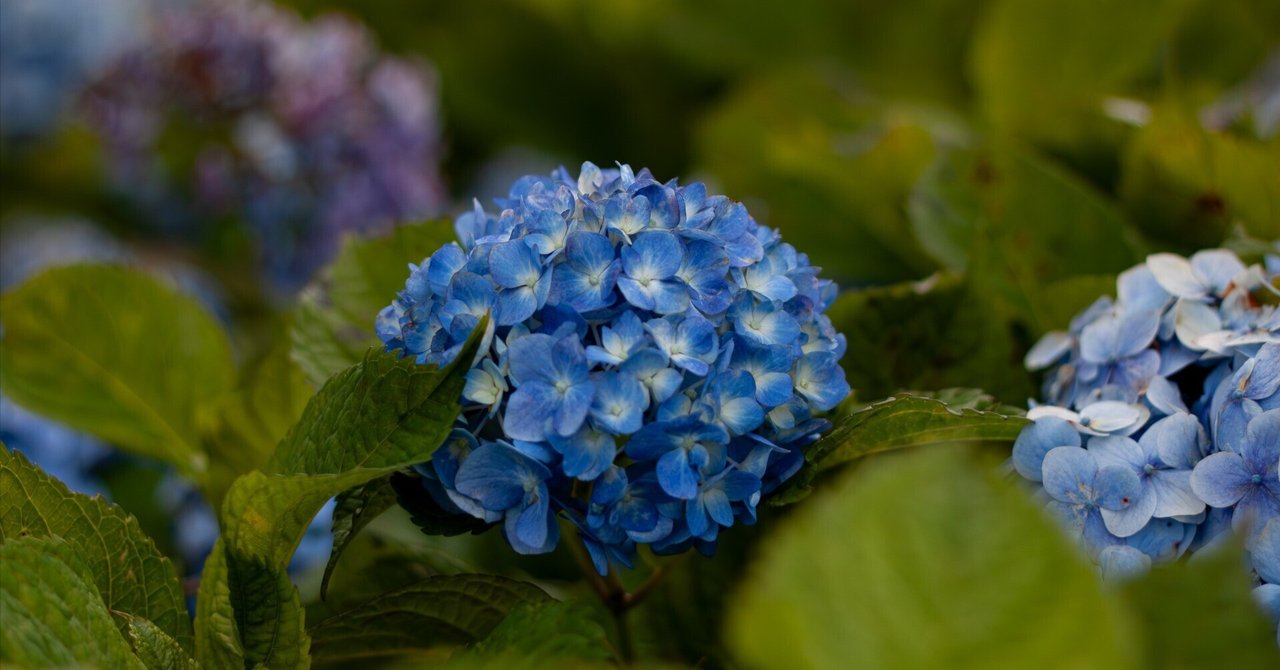 入門機Eos Kiss X3｜怪力熊男