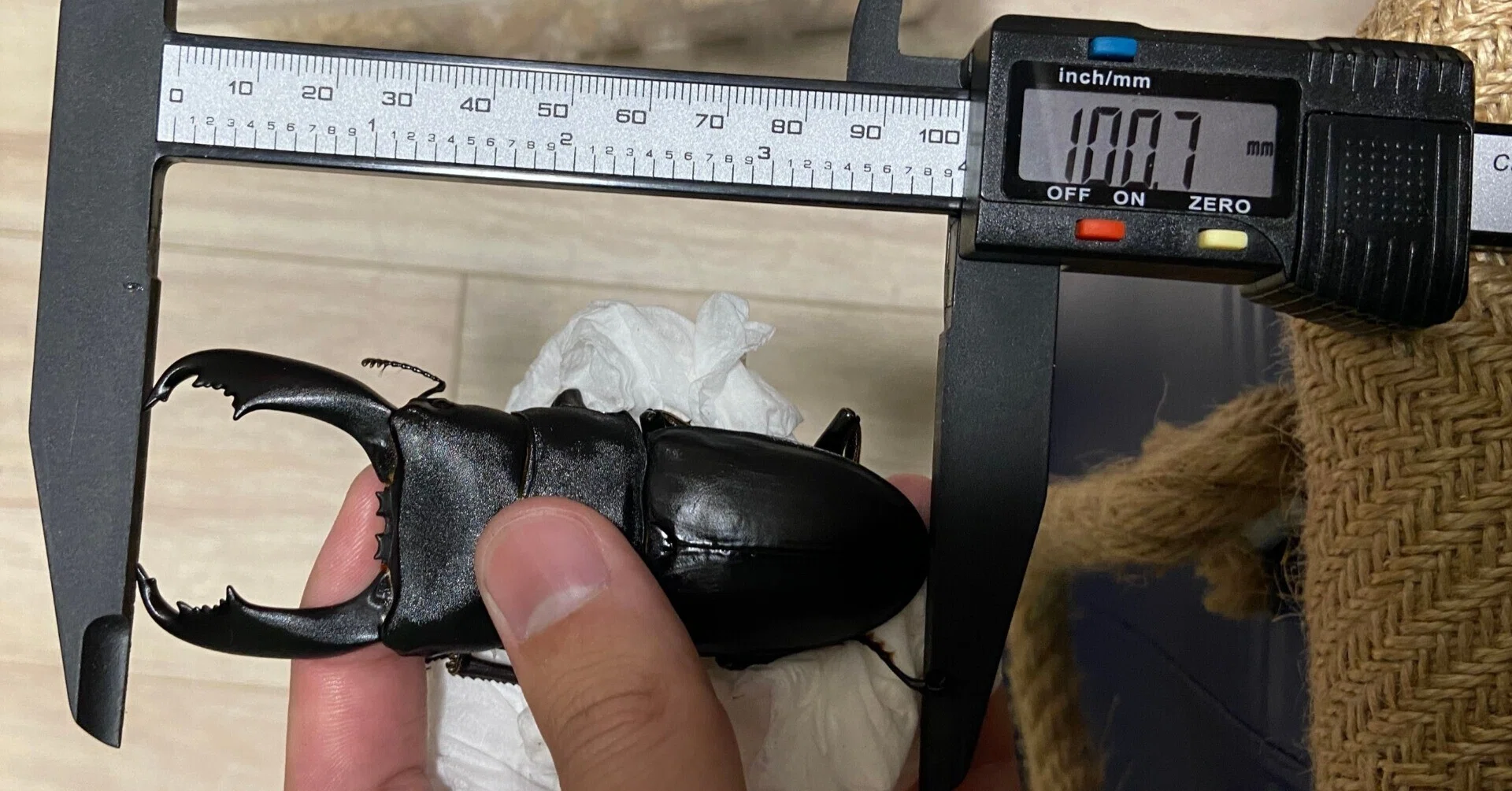 スラウェシヒラタはWF1から100mm超が狙える虫です｜Stag Beetle
