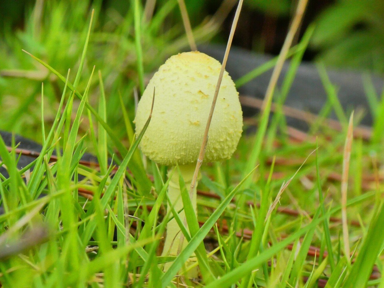 きのこ オオクロニガイグチ Tylopilus alboater | 夢みるきのこ - 楽天