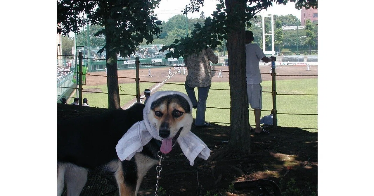 Baseball Travelogue / Kin-chan's Baseball Team Home Game - Sakura ...