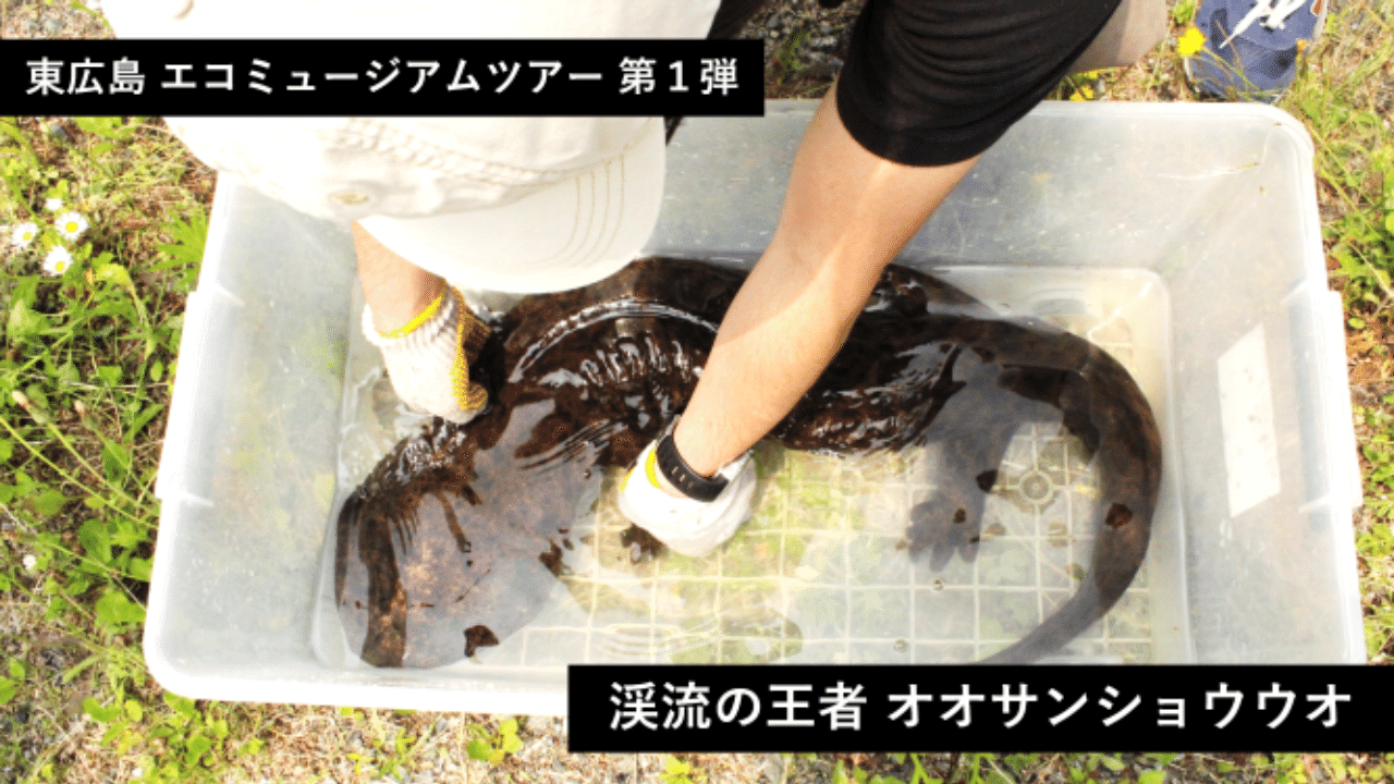 ツアーレポート オオサンショウウオに会いに行こう 広島県東広島市 Ridilover リディラバ Note