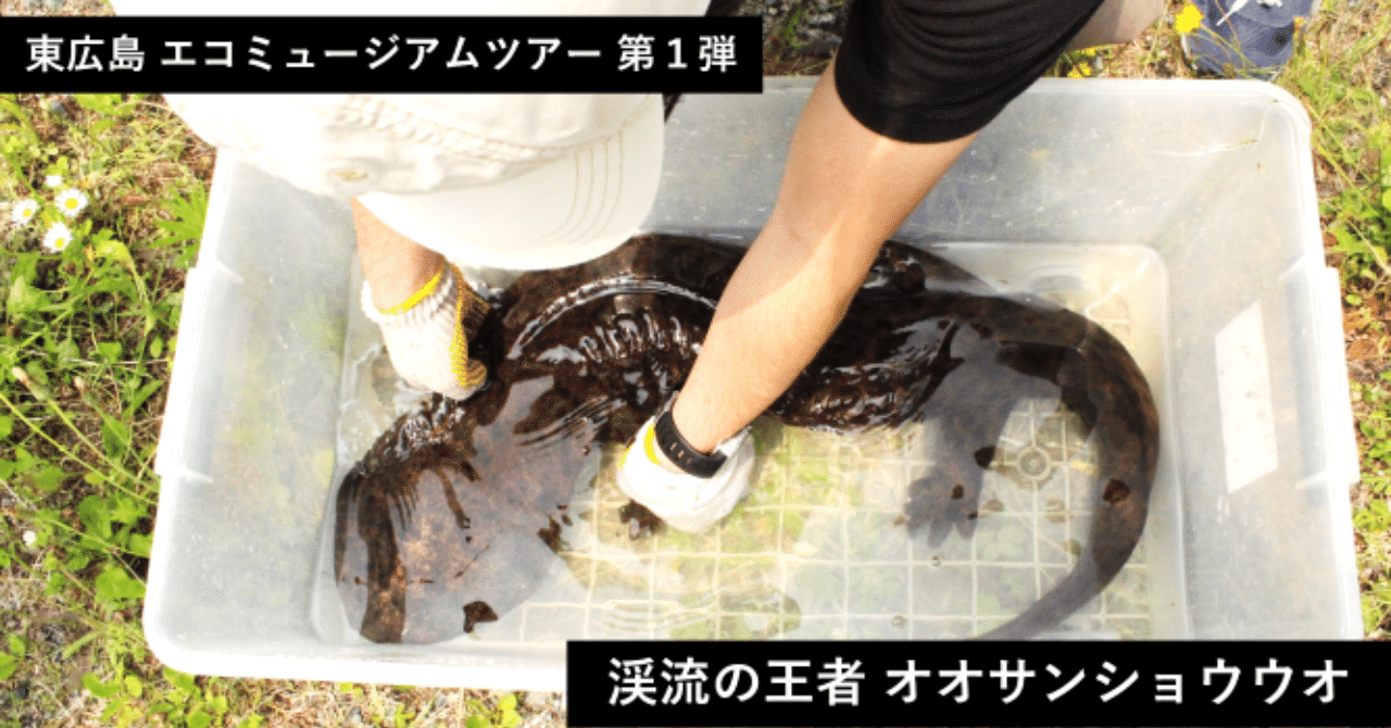 ツアーレポート オオサンショウウオに会いに行こう 広島県東広島市 Ridilover リディラバ Note