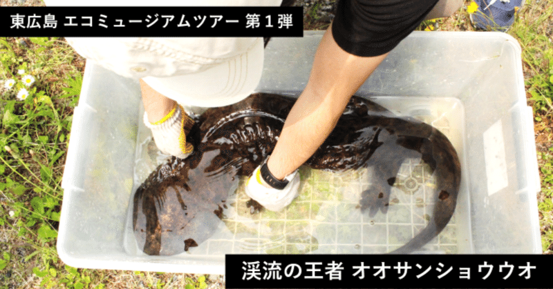ツアーレポート オオサンショウウオに会いに行こう 広島県東広島市 Ridilover リディラバ Note