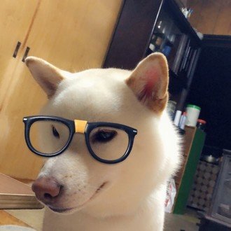 て つくん 柴犬