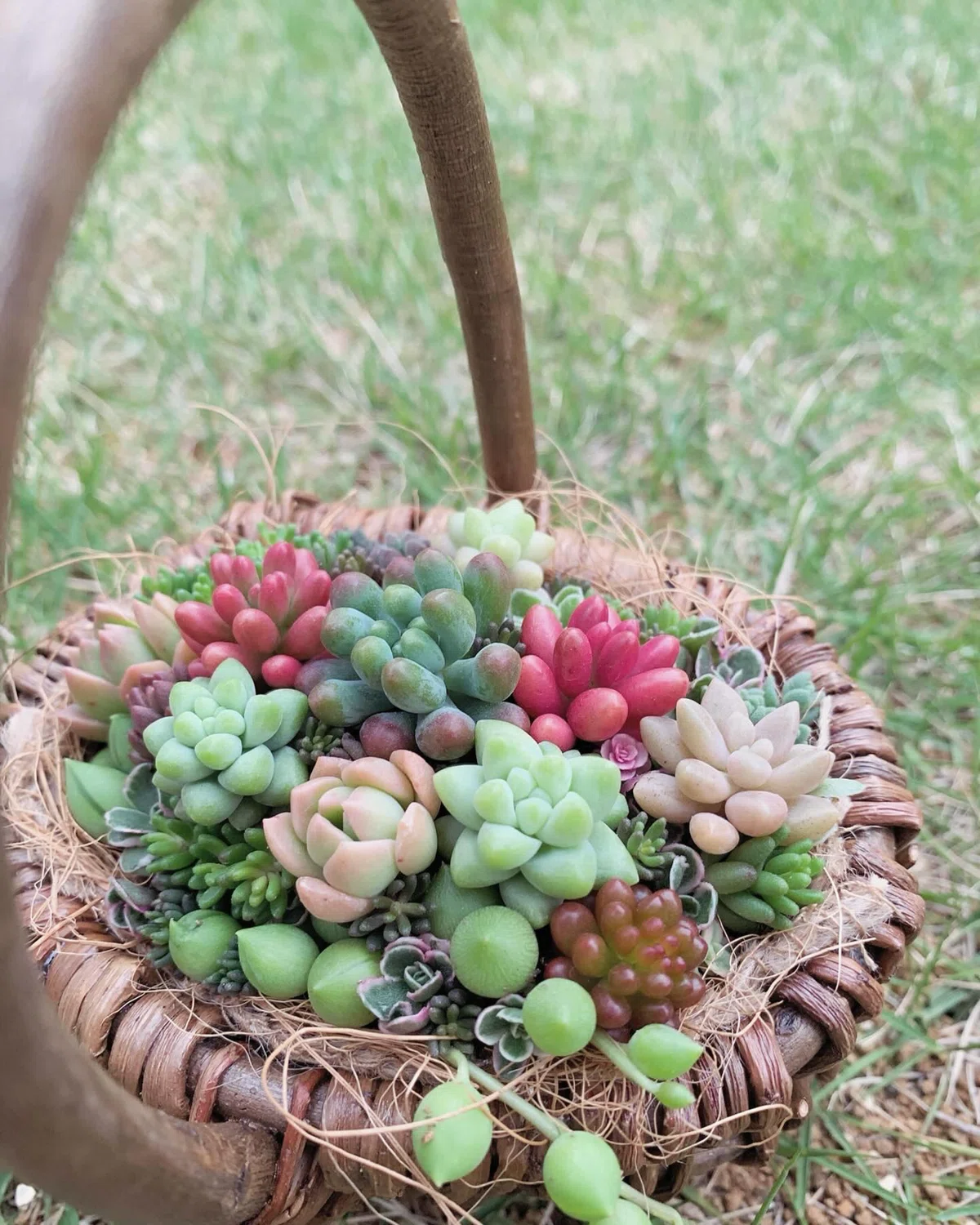 つぶつぶ多肉のカゴ寄せワークショップへ｜__bebe 𓇗 ⚚ 𓇚