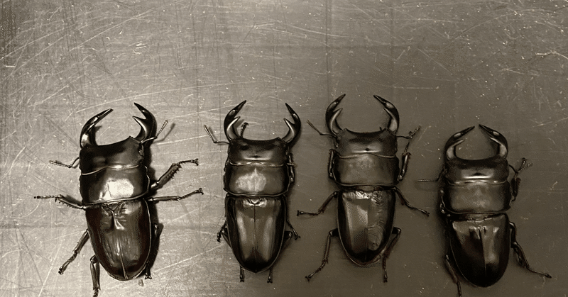 クワガタ飼育ノウハウ｜Stag Beetle｜note