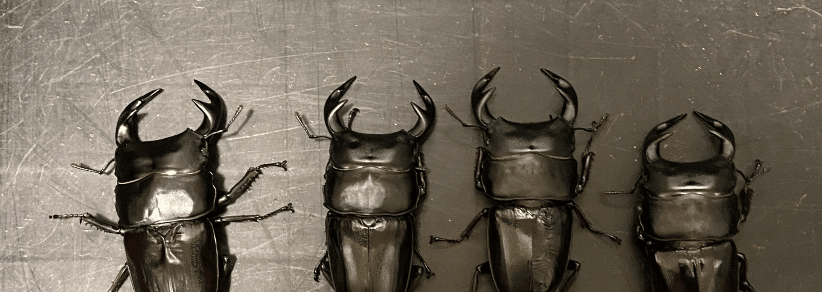 Stag Beetle｜note
