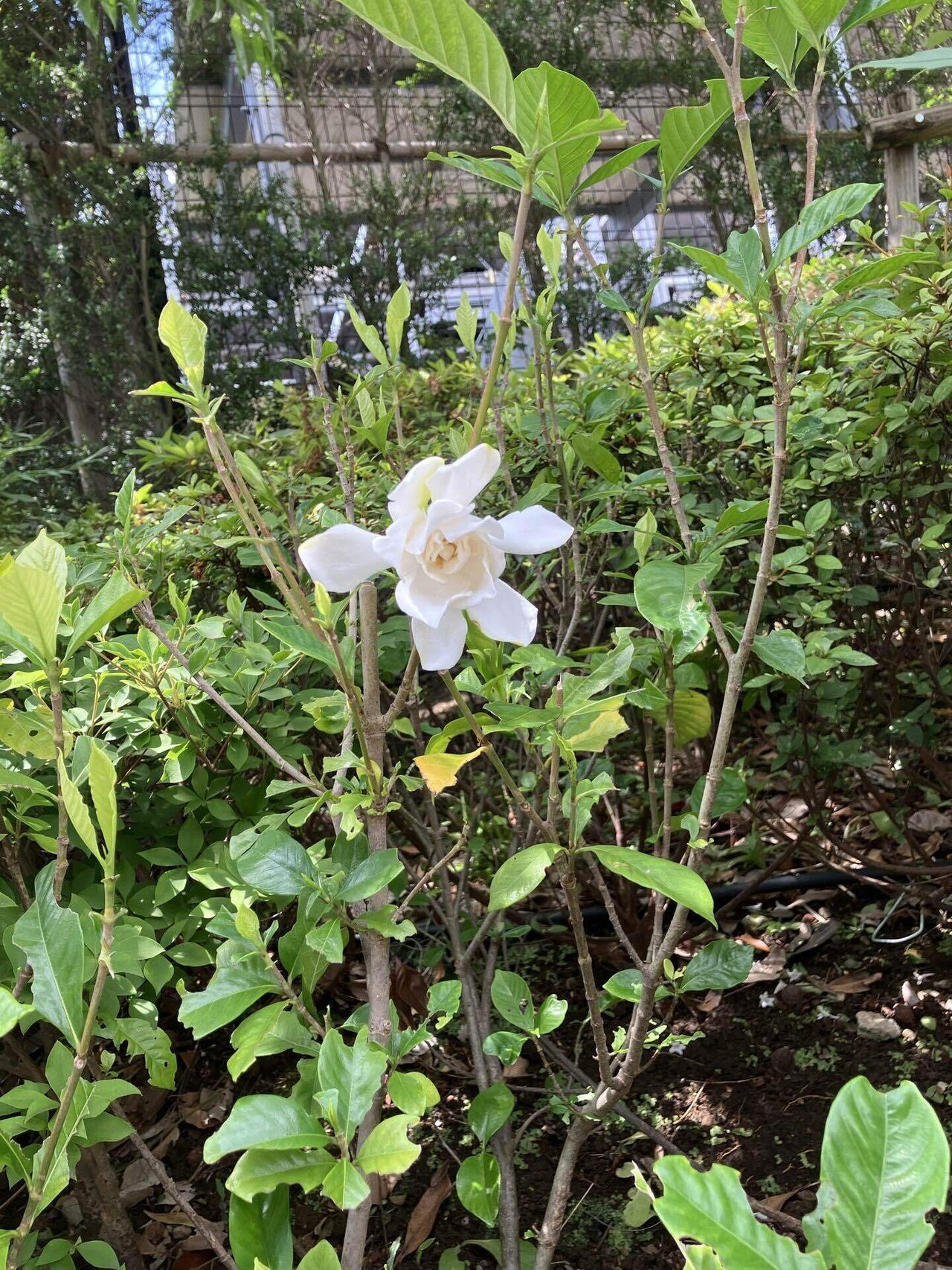 詩］梔子（クチナシ) 第950幕｜空（くう）