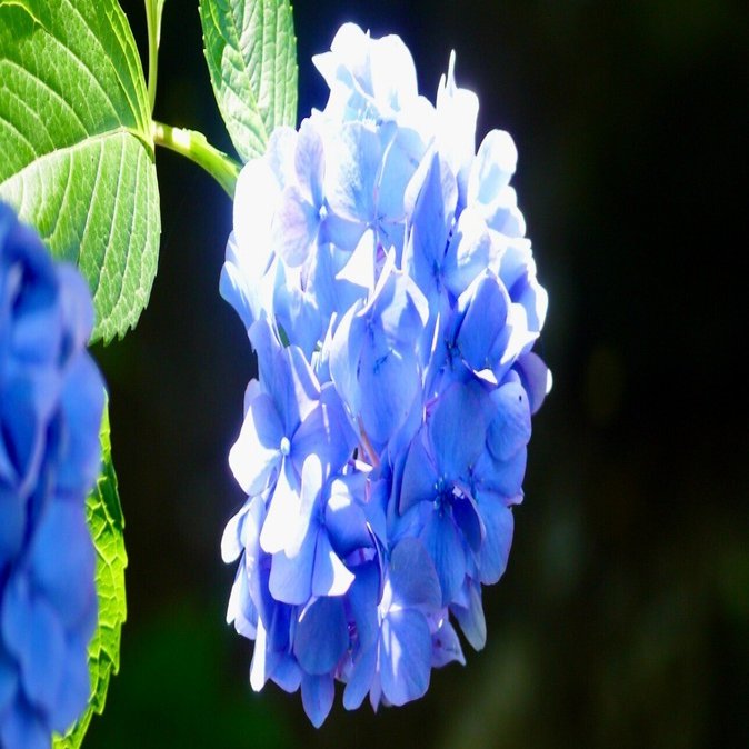 紫陽花　くるくる　ご購入前にコメントください‼️ Yahoo!オークション - レア 人気アジサイ くるくる 4号鉢 紫陽花 成長