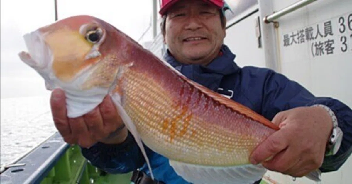 51センチのビッグサイズも登場！相模湾のライトアマダイ釣り／平塚 浅 