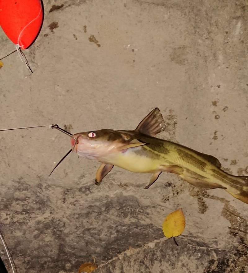 未明湖の怪魚を釣り上げよ 巨大魚ハンターはいぐーの波瀾万丈挑戦記 はいぐ Note