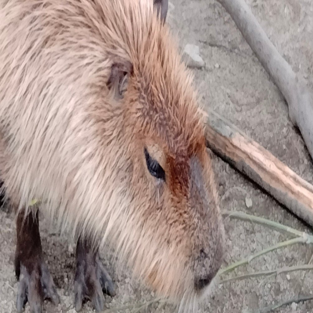 カピバラコーヒー」を開発して気づいた、生息地ブレンドという地平｜森