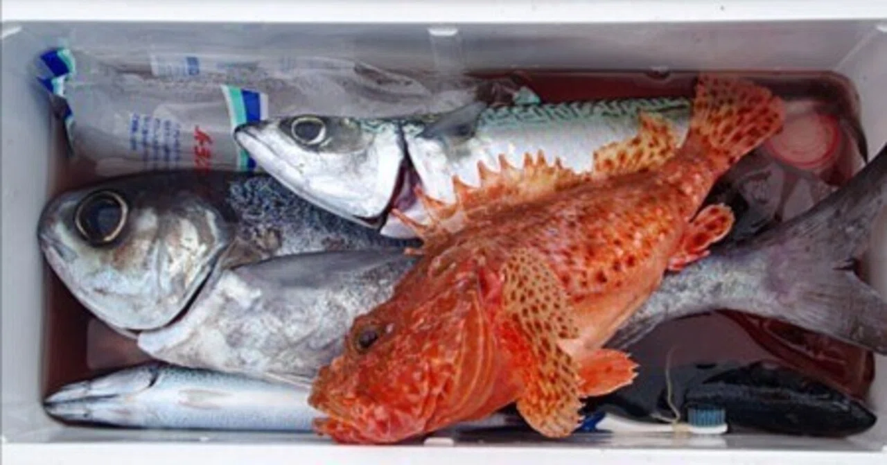 お土産はほぼ確実!サバとオニカサゴのリレー船/大原 長福丸 お土産はほぼ確実!サバとオニカサゴのリレー船/大原 長福丸