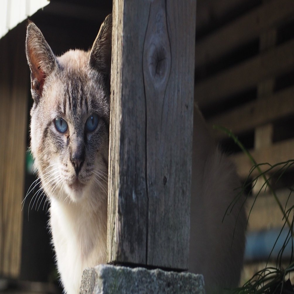 最近見かけた猫たち｜さきえ