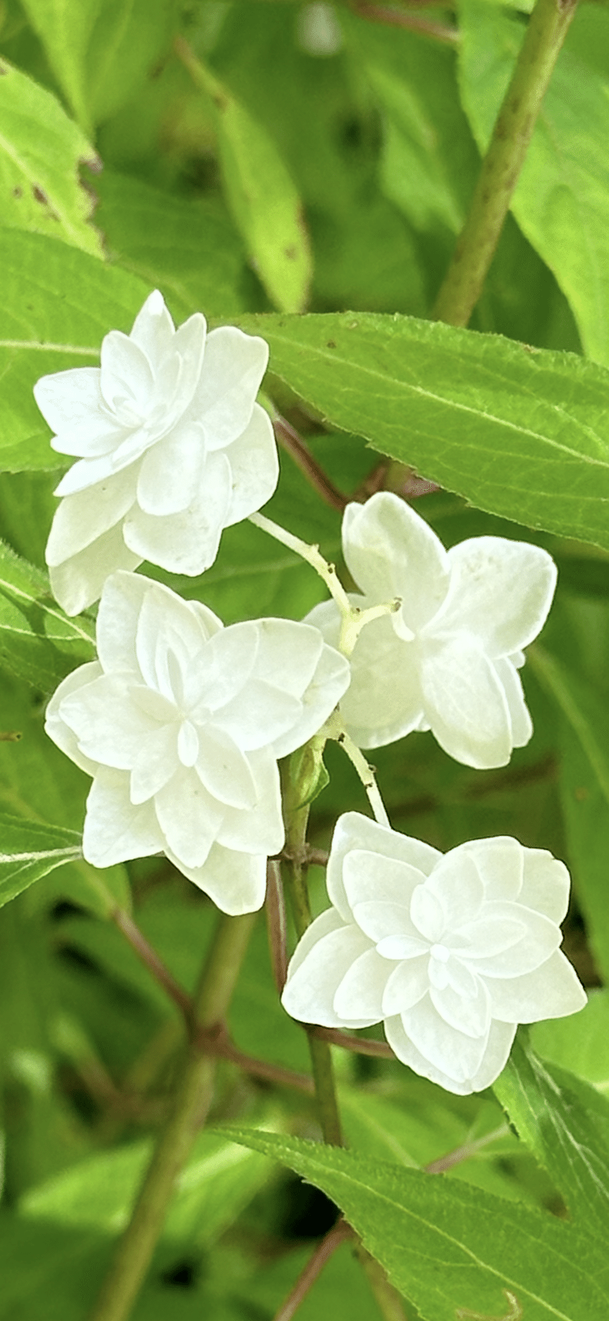 欄間(草原の白鳥) 欄間(草原の白鳥)