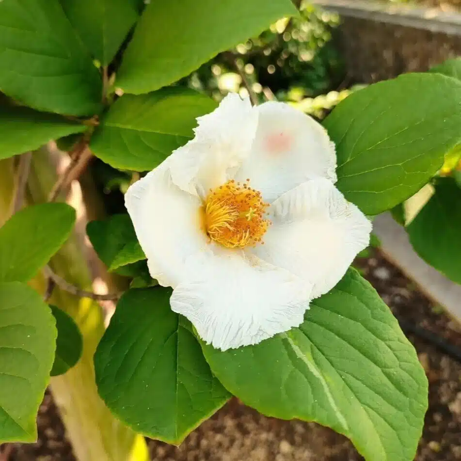 ぶどうほおずき