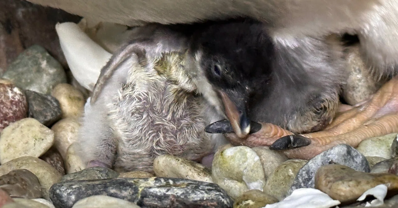 ジェンツーペンギンの雛が誕生しました！｜那須どうぶつ王国公式note