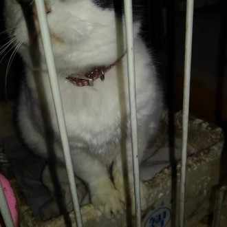 天狗ダイス ニンジャスレイヤーtrpg専用ダイスbot くりーむ Note