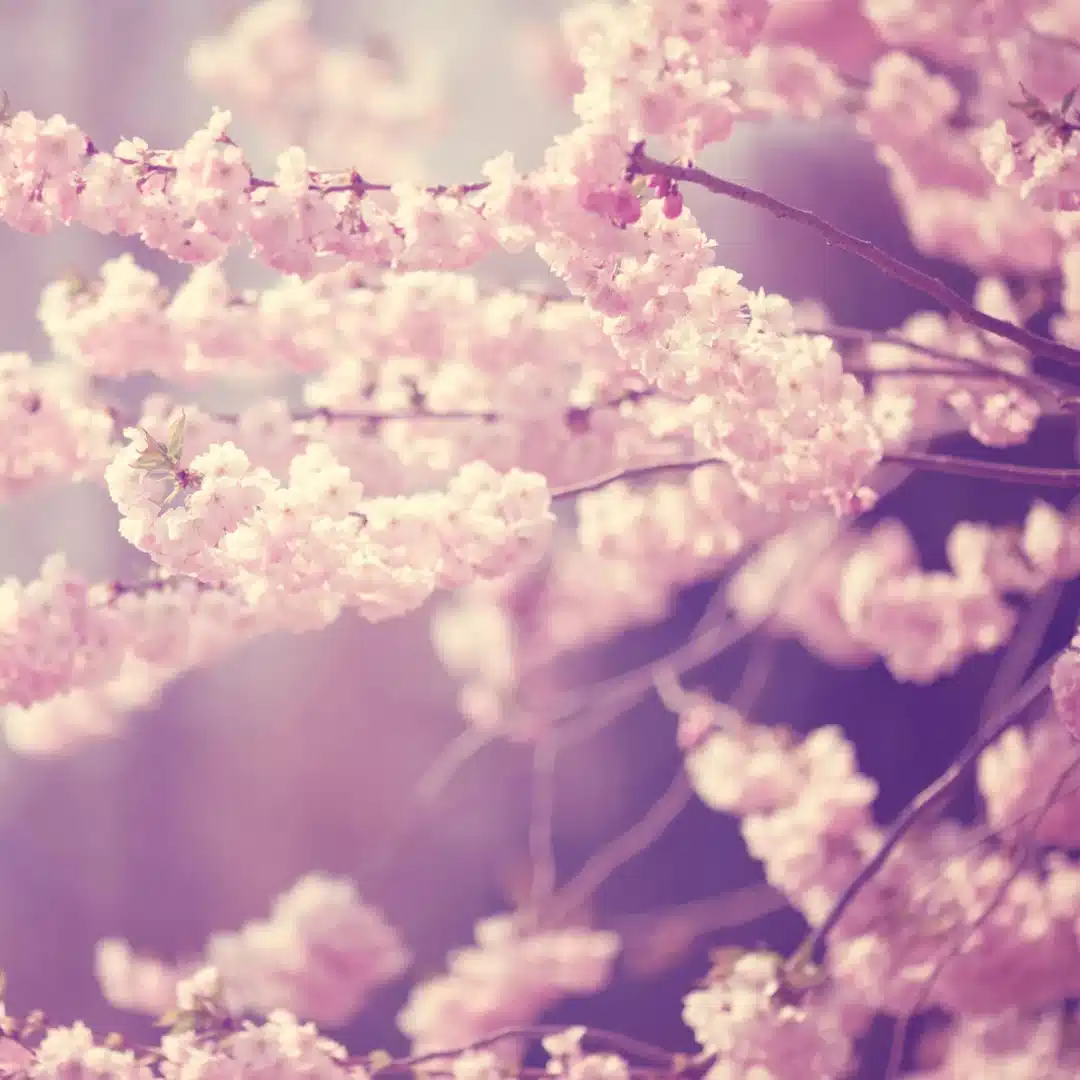 花霞