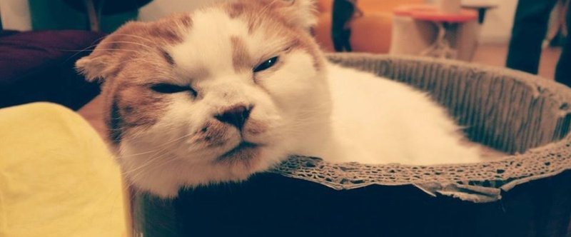 エッセイ 猫カフェ 上田 聡子 ほしちか Note
