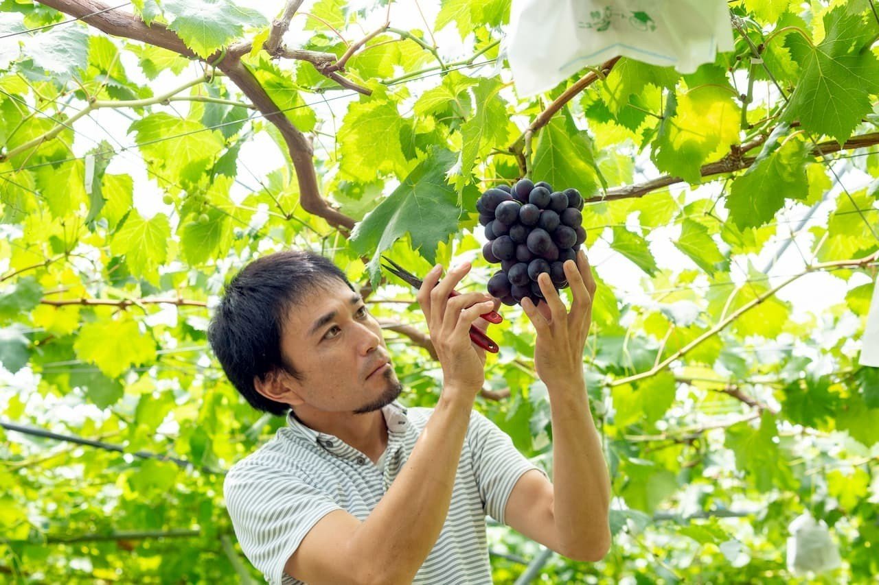 レビュー高評価のおせち贈り物 ブドウ畑から始まる職人ワイン造り ブドウ栽培から仕込みまで 住まい/暮らし/子育て