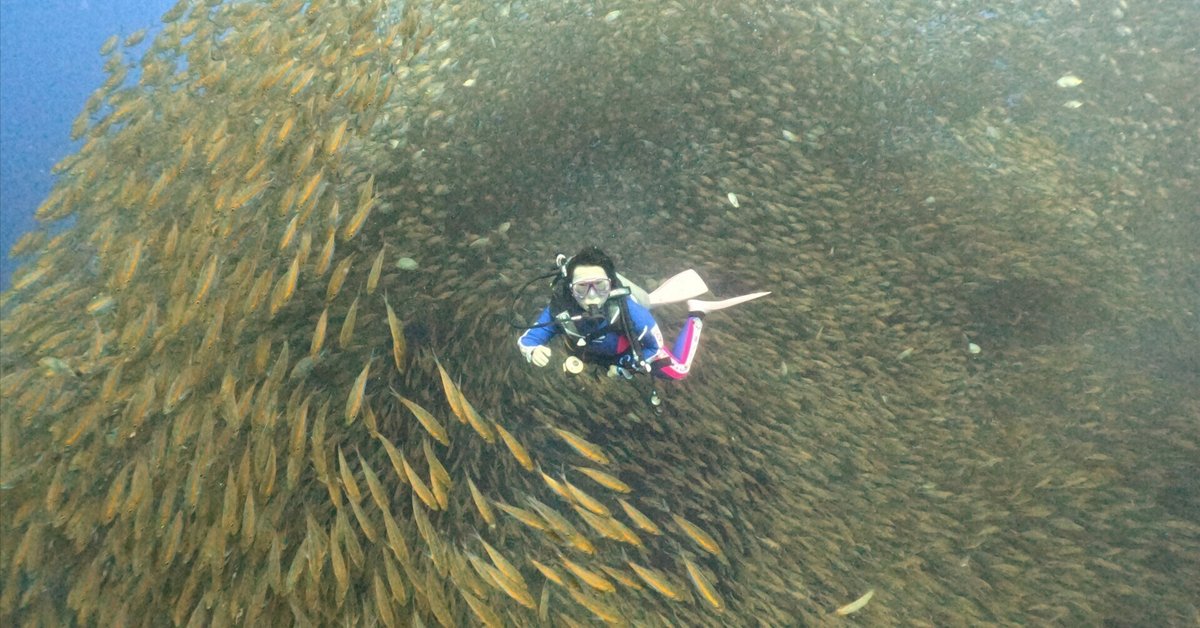 魚の大群にガッツリ呑み込まれる💦｜金藏院葉子 