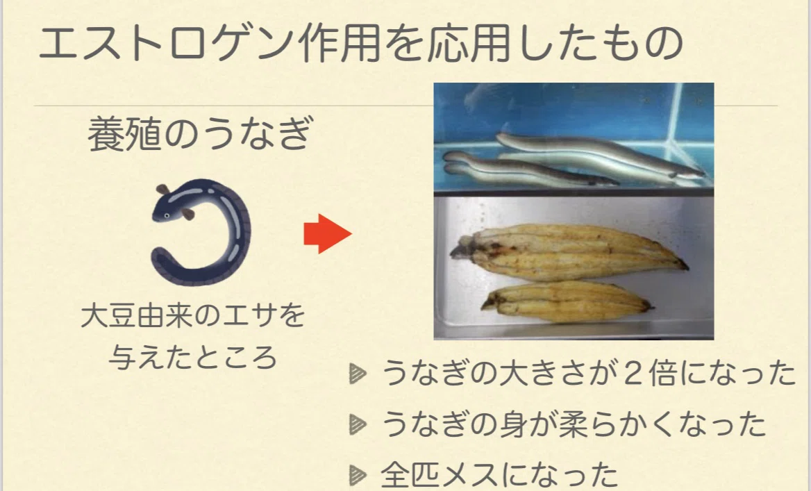 エサの種類でウナギが大きくなる