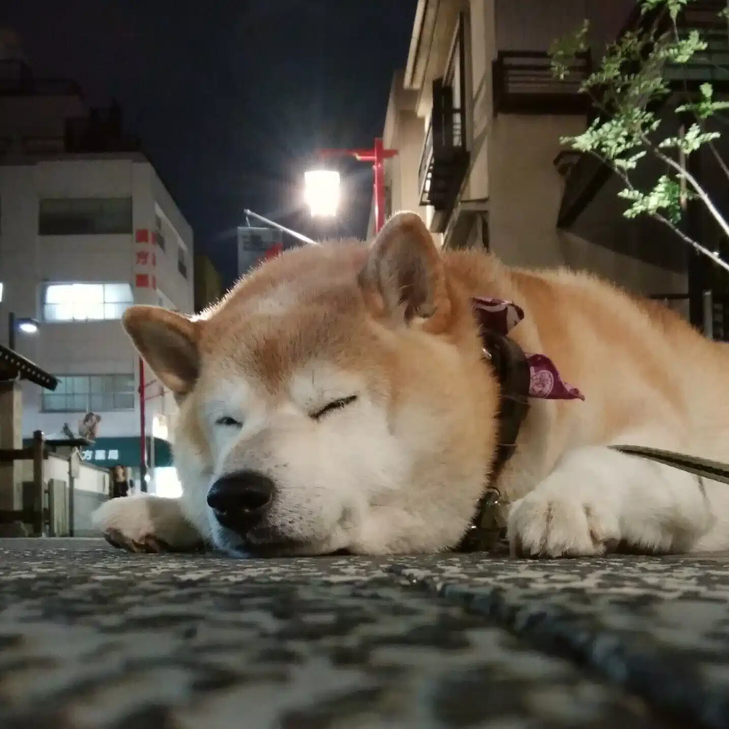 月泉