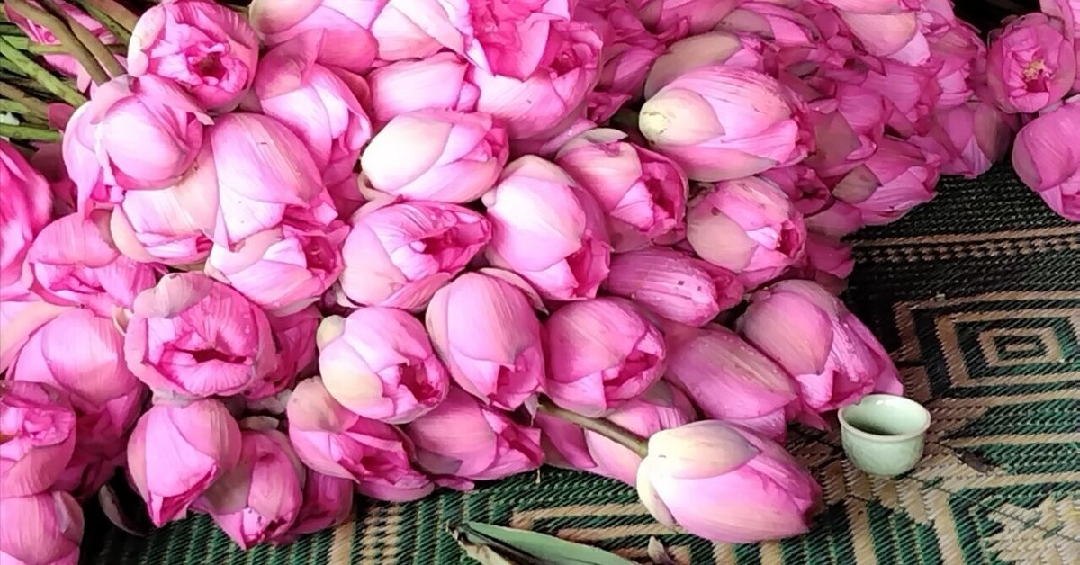 水蓮の花びら/Lotus Petal TMP 日4枚 水蓮の花びら/Lotus Petal