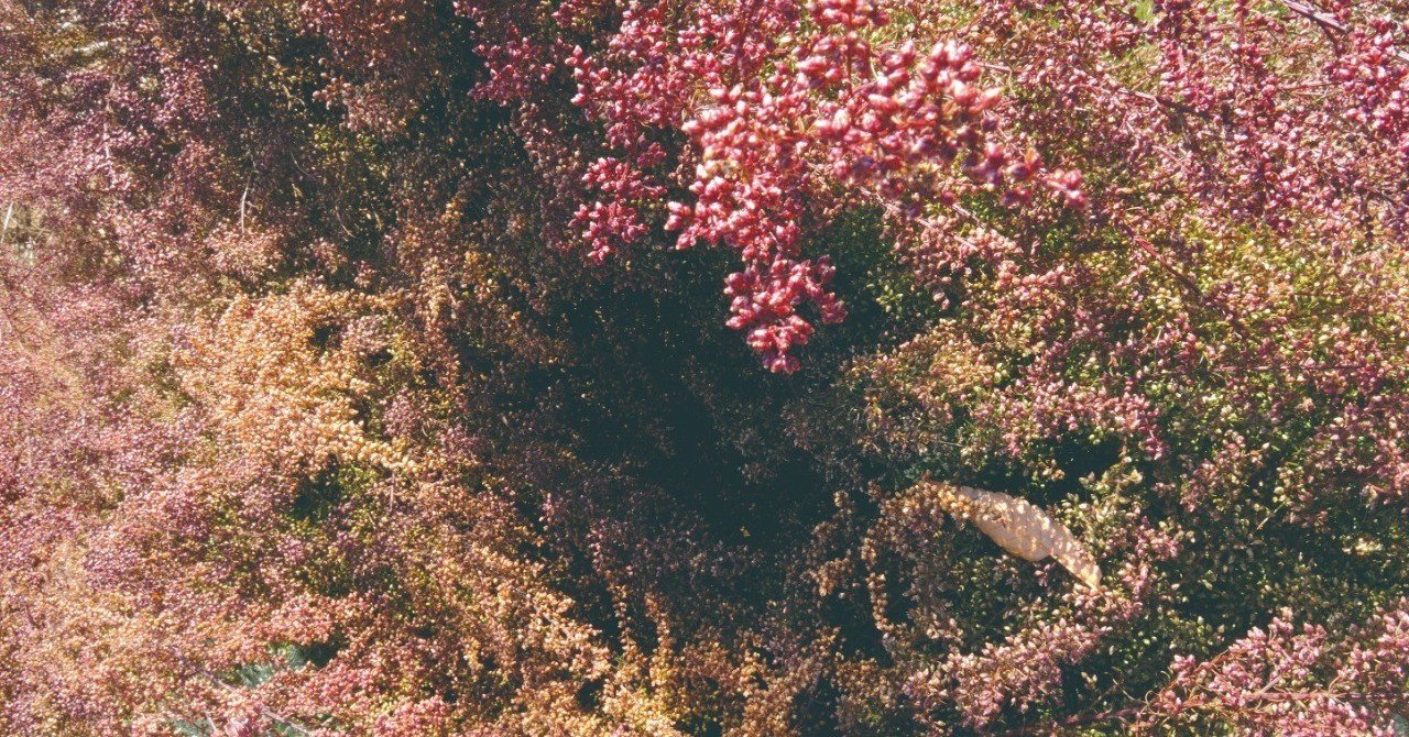 薬の名前 来双船 永沼敦子 Note