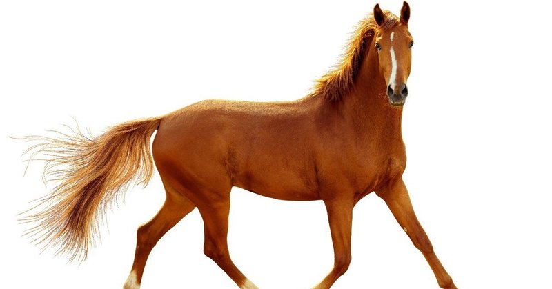 重要 馬体の見方の極論 評価の順番 一口馬主マスターb Note