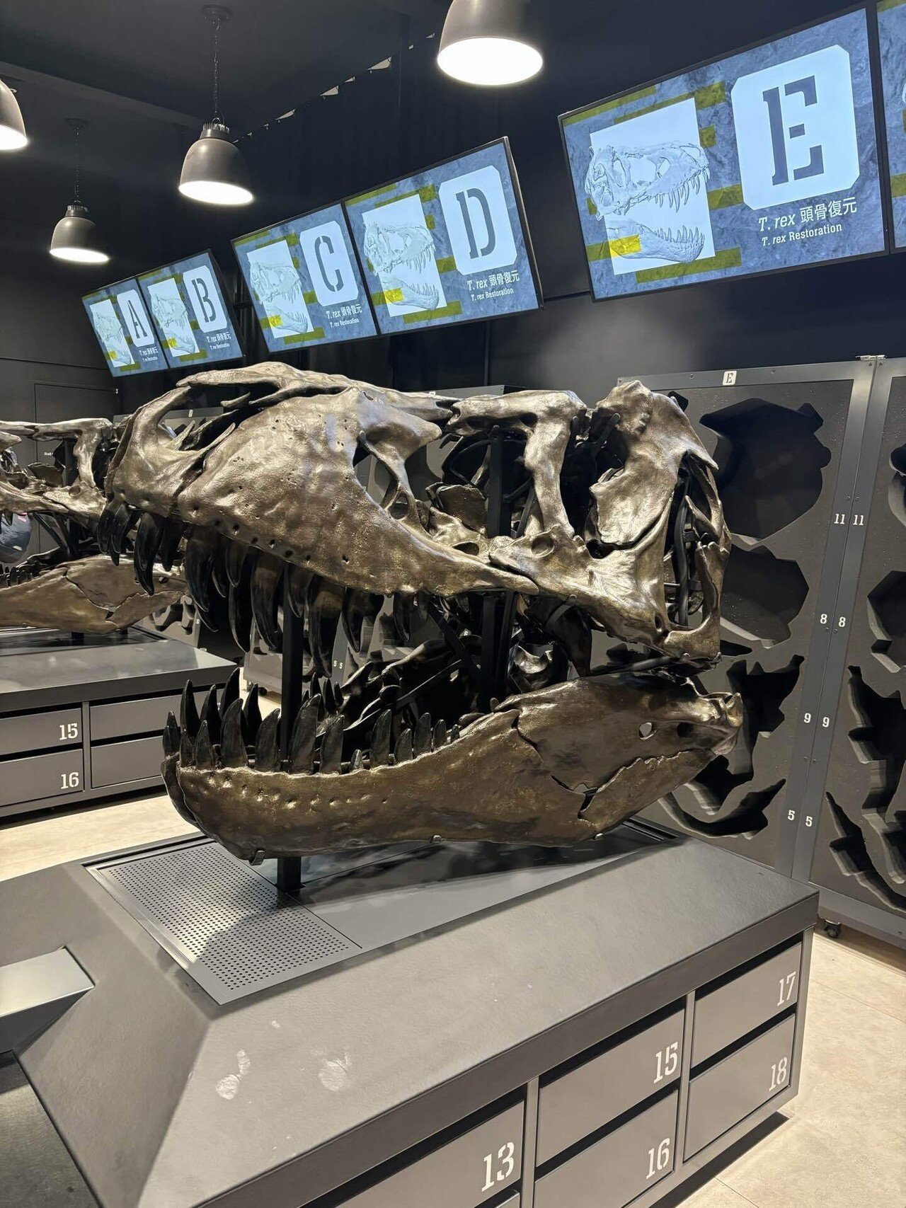 化石　B-18 化石 B-18 化石 B-18